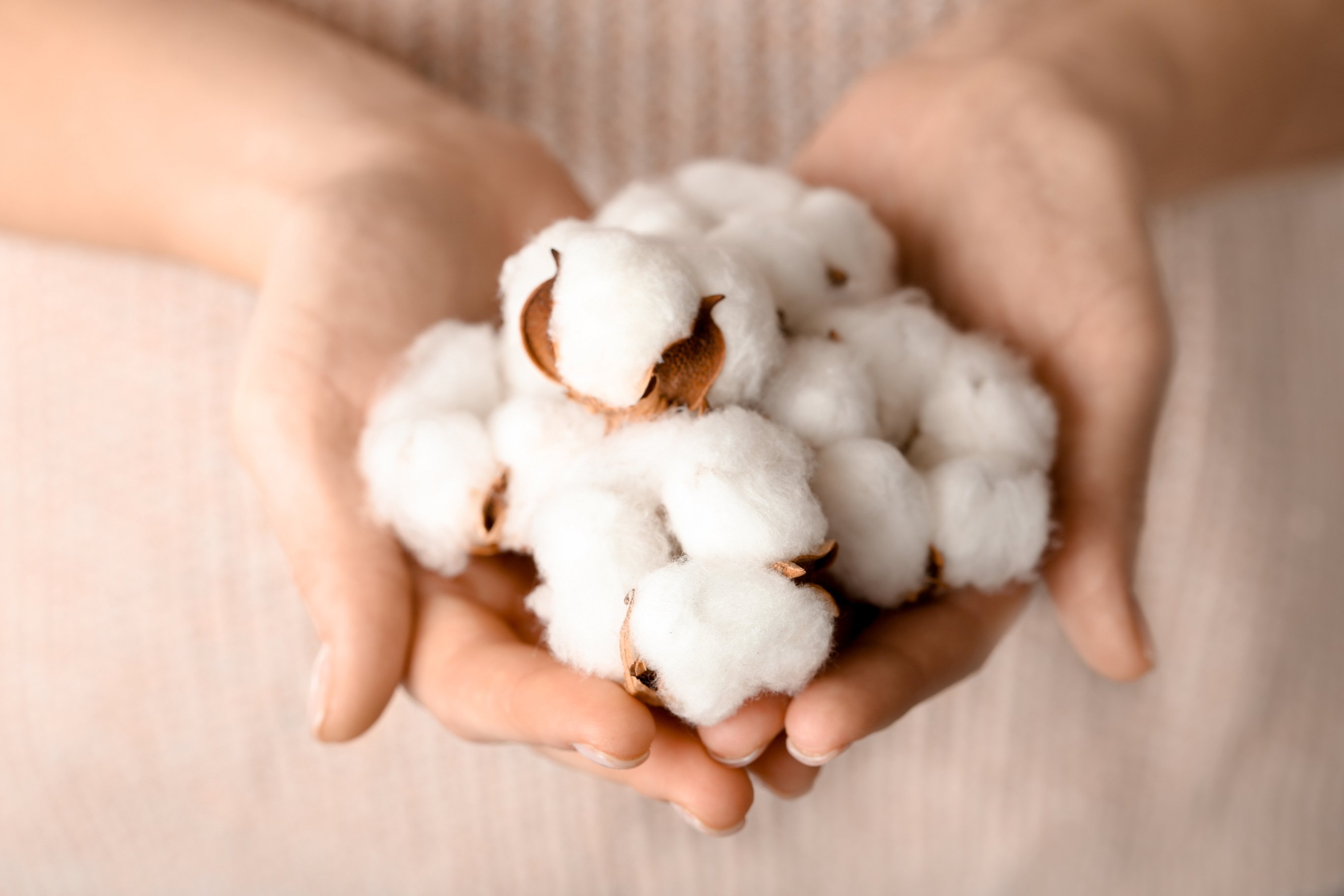 A Handful of Cotton Flowers